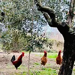 Gallo Rosso Casa de Férias