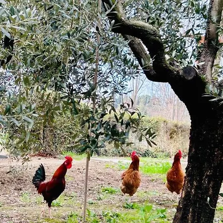 Gallo Rosso Ferienhaus