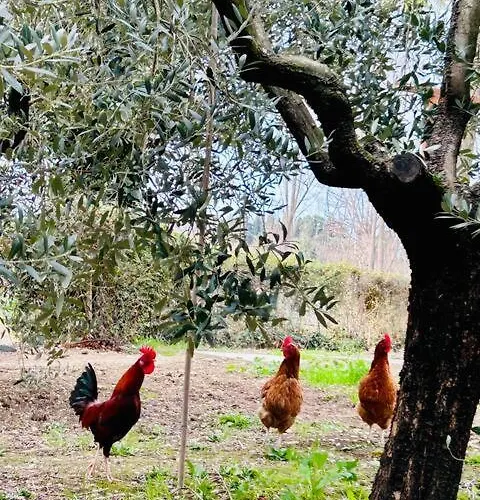Gallo Rosso Casa vacanze